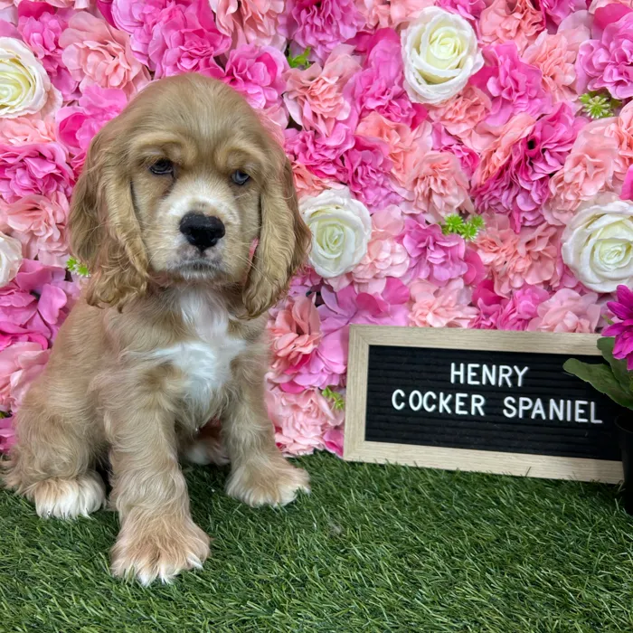 Male Cocker Spaniel puppy named Henry for sale at Pet Express Braintree.