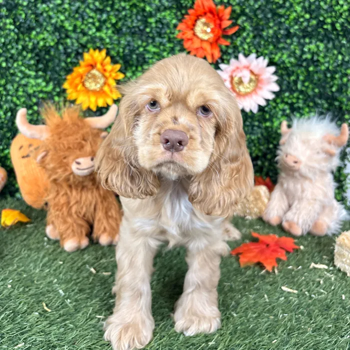 Female Cocker Spaniel puppy named Biscuit for sale at Pet Express Saugus.