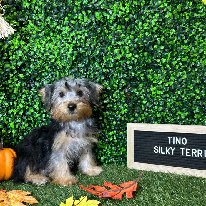 Male Silky Terrier puppy named Tino for sale at Pet Express Braintree.