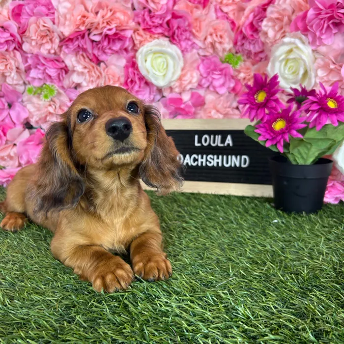 Female Dachshund puppy named Loula for sale at Pet Express Braintree.