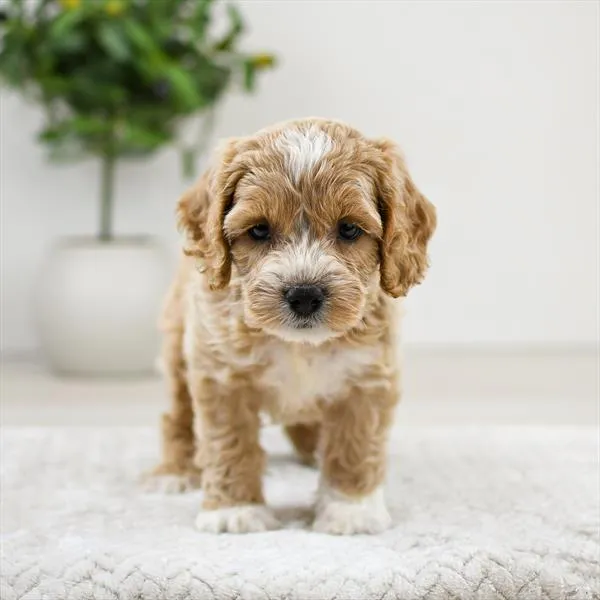Male Cockapoo puppy named Cashew for sale at Pet Express Braintree.