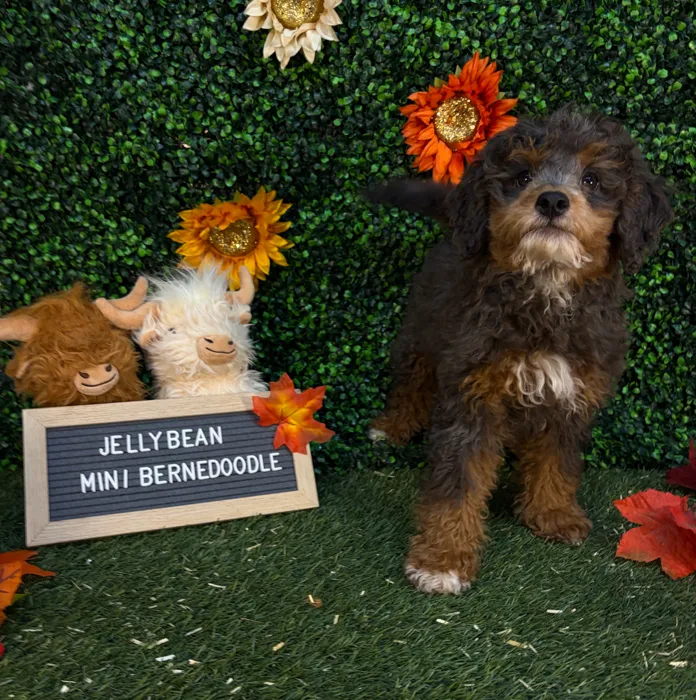 Female Mini Bernedoodle 2Nd Gen puppy named Jellybean for sale at Pet Express Saugus.