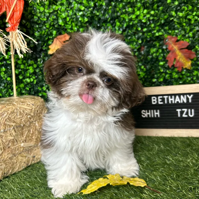 Female Shih Tzu puppy named Bethany for sale at Pet Express Braintree.