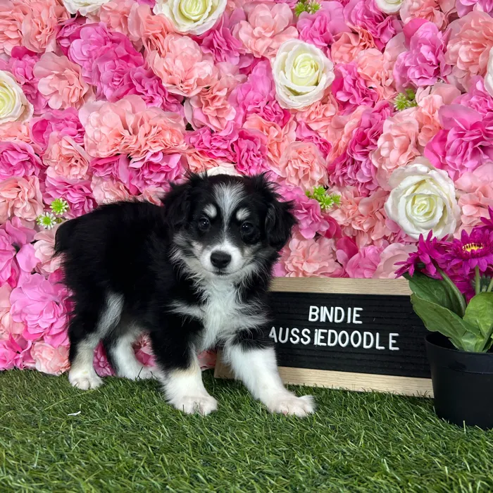Female Aussiedoodle 2Nd Gen puppy named Bindie for sale at Pet Express Braintree.
