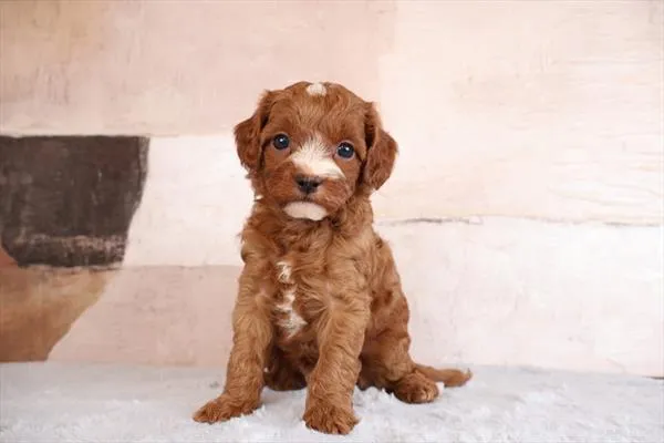 Male Cavapoo 2Nd Gen puppy named Pumpkin for sale at Pet Express Braintree.