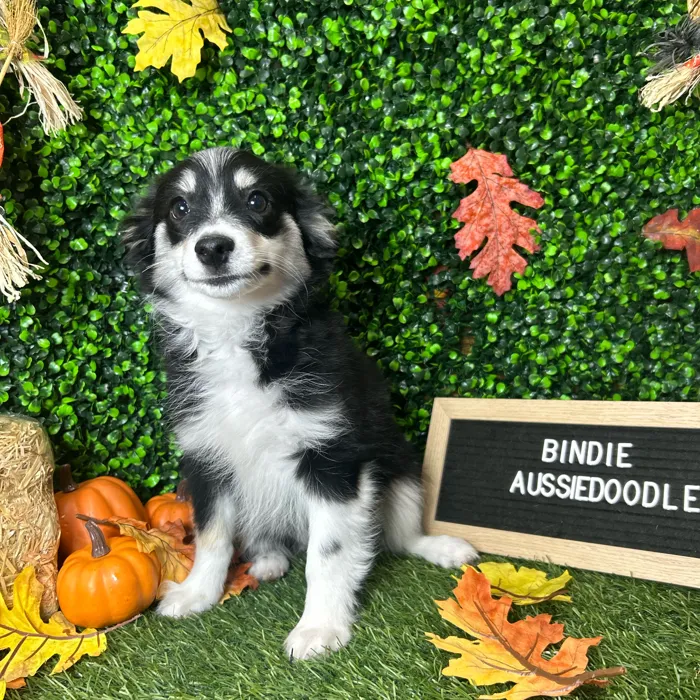 Female Aussiedoodle 2Nd Gen puppy named Bindie for sale at Pet Express Braintree.