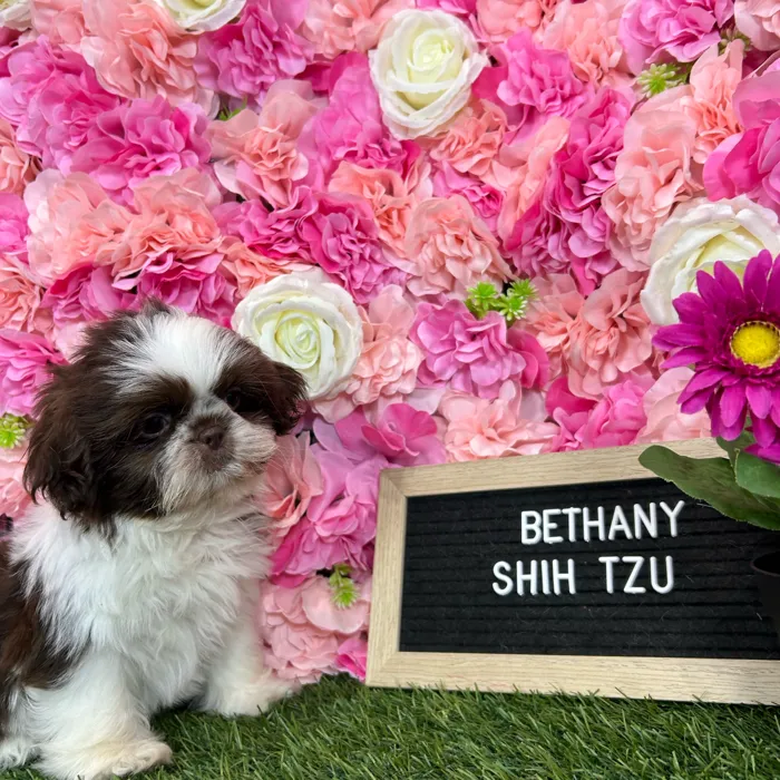 Female Shih Tzu puppy named Bethany for sale at Pet Express Braintree.