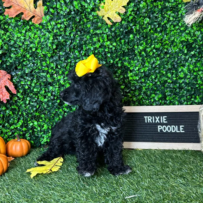 Female Poodle (Mini) puppy named Trixie for sale at Pet Express Braintree.