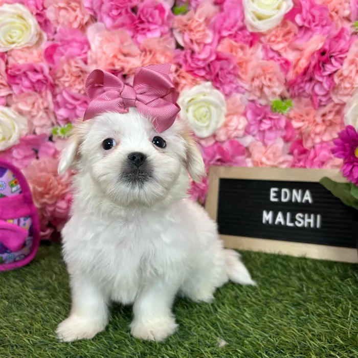 Female Malshi puppy named Edna for sale at Pet Express Braintree.