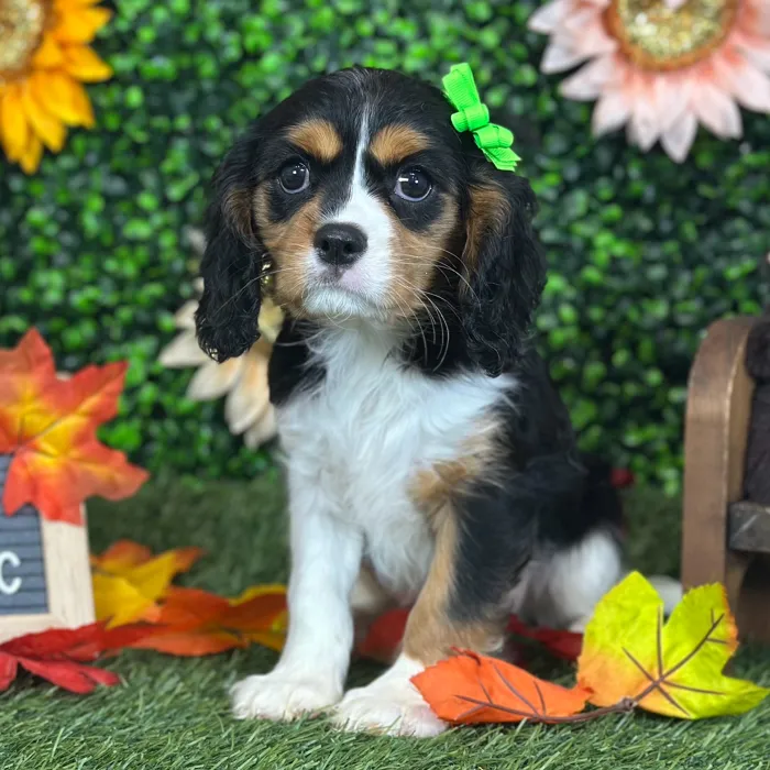 Female Cavalier King Charles Spaniel puppy named Yaya for sale at Pet Express Saugus.