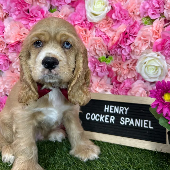 Male Cocker Spaniel puppy named Henry for sale at Pet Express Braintree.