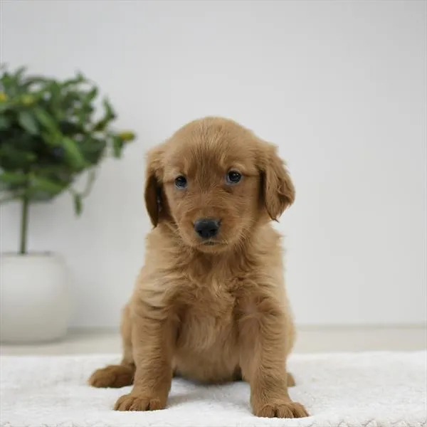 Female Golden Retriever puppy named Maple for sale at Pet Express Braintree.