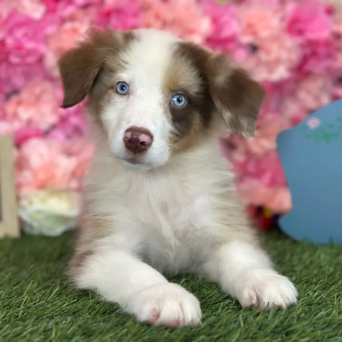 Male Miniature Australian Shepherd puppy named Rolo for sale at Pet Express Saugus.