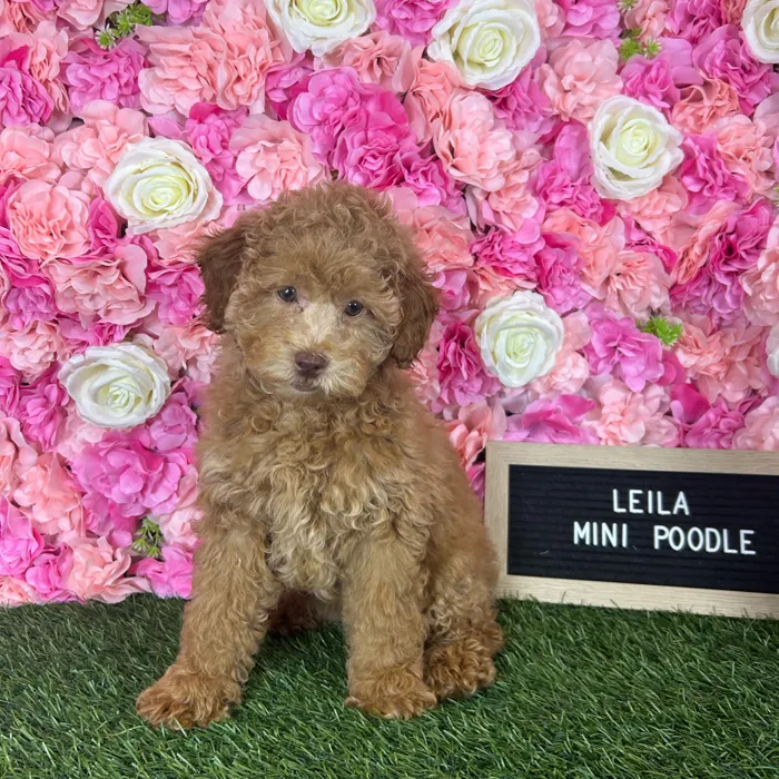 Female Poodle (Mini) puppy named Leila for sale at Pet Express Braintree.