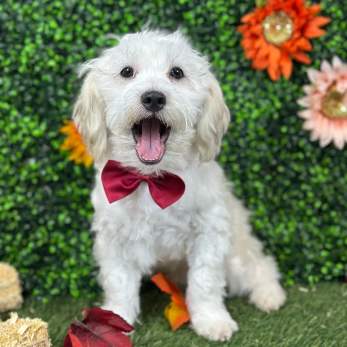 Male Shih-Poo puppy named Bobby for sale at Pet Express Saugus.