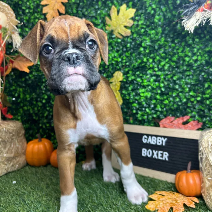 Female Boxer puppy named Gabby for sale at Pet Express Braintree.