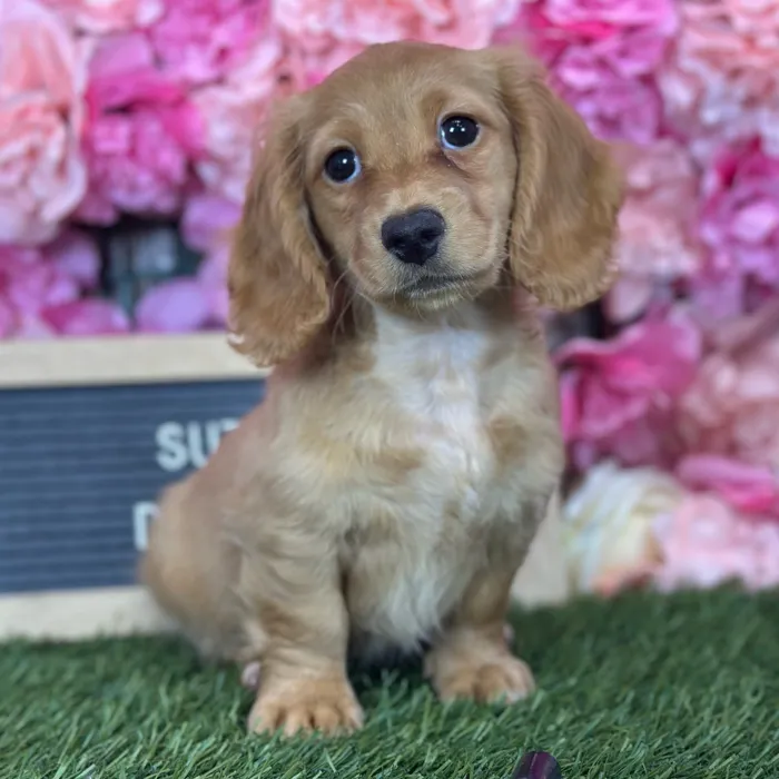Female Dachshund puppy named Suzie Q for sale at Pet Express Saugus.