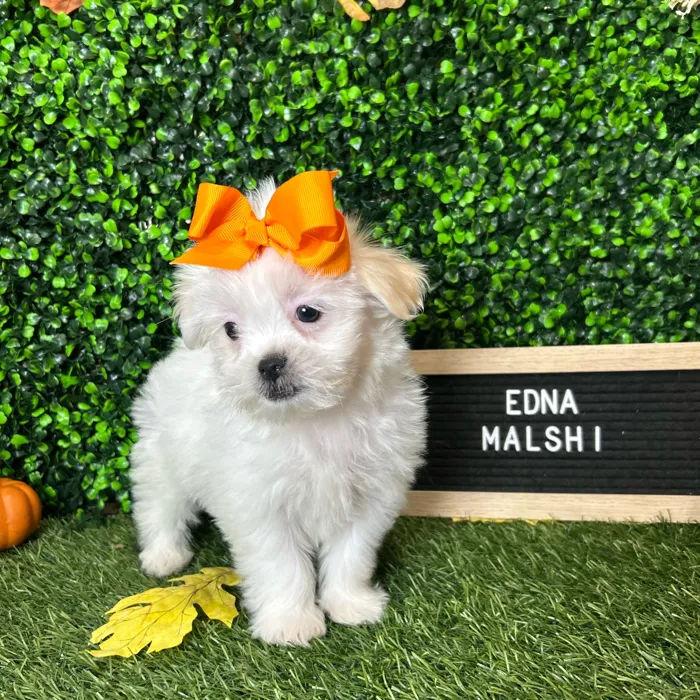 Female Malshi puppy named Edna for sale at Pet Express Braintree.