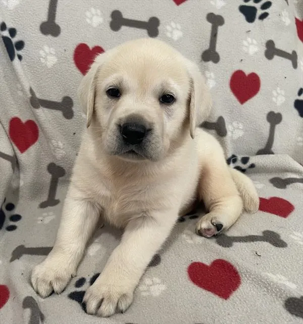 Male Labrador Retriever puppy named Liguini for sale at Pet Express Saugus.