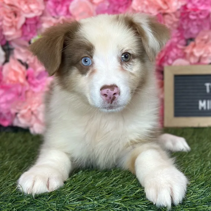 Female Miniature Australian Shepherd puppy named Twixie for sale at Pet Express Saugus.