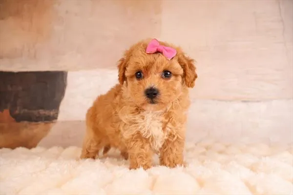Female Malti-Poo 2Nd Gen puppy named Peaches for sale at Pet Express Saugus.