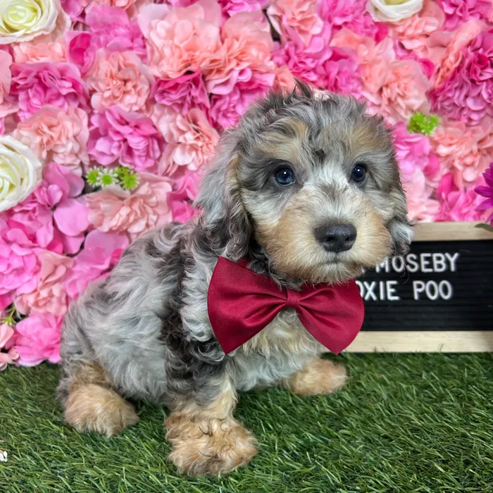 Male Doxie-Poo puppy named Mr Moseby for sale at Pet Express Braintree.