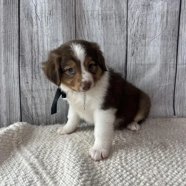 Female Miniature Australian Shepherd puppy named Seacat for sale at Pet Express Saugus.