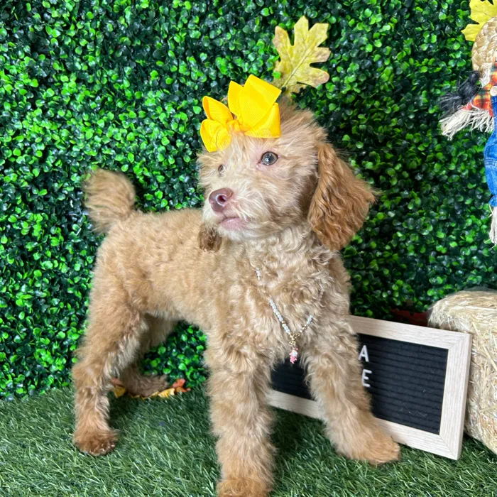 Female Poodle (Mini) puppy named Leila for sale at Pet Express Braintree.