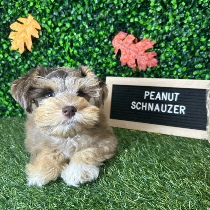 Male Miniature Schnauzer puppy named Peanut for sale at Pet Express Braintree.