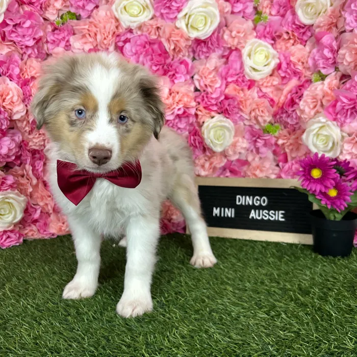 Male Miniature Australian Shepherd puppy named Dingo for sale at Pet Express Braintree.