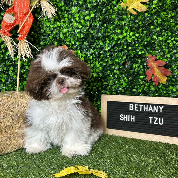 Female Shih Tzu puppy named Bethany for sale at Pet Express Braintree.