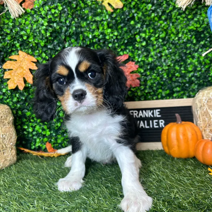 Male Cavalier King Charles Spaniel puppy named Frankie for sale at Pet Express Braintree.