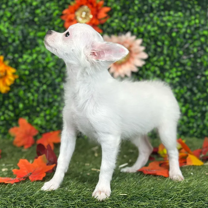 Male Chihuahua puppy named Mel for sale at Pet Express Saugus.