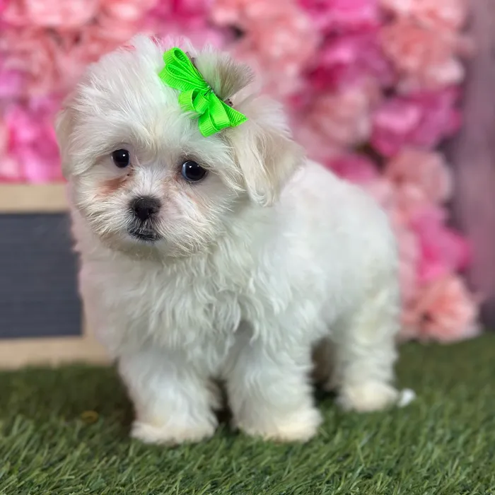 Female Malshi puppy named Dumplin' for sale at Pet Express Saugus.
