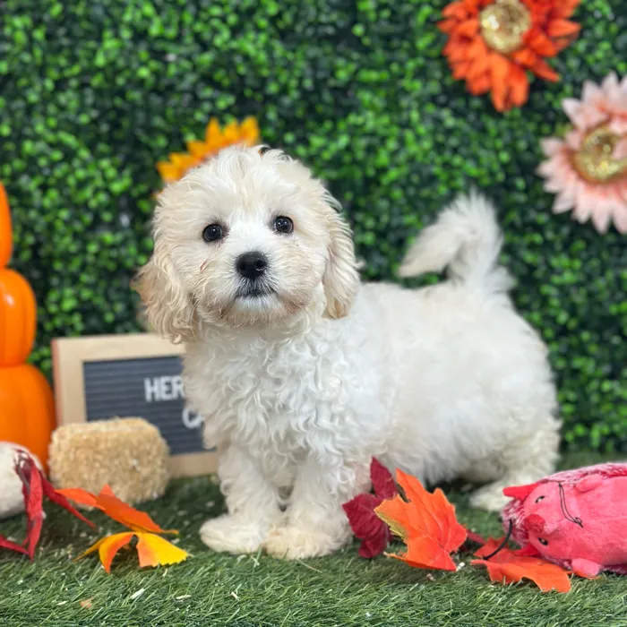 Male Cavachon puppy named Herm for sale at Pet Express Saugus.