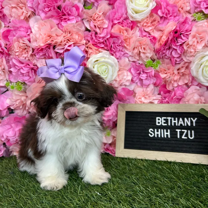 Female Shih Tzu puppy named Bethany for sale at Pet Express Braintree.