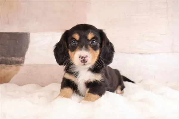Male Dachshund puppy named Julio for sale at Pet Express Braintree.