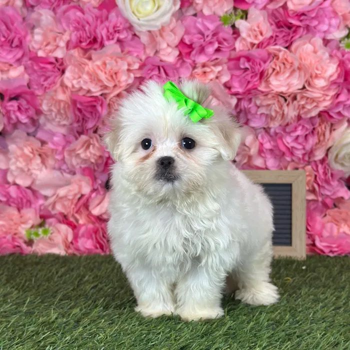 Female Malshi puppy named Dumplin' for sale at Pet Express Saugus.