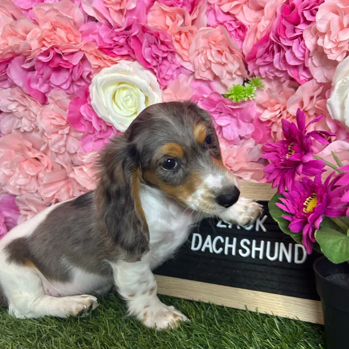 Male Dachshund puppy named Zack for sale at Pet Express Braintree.