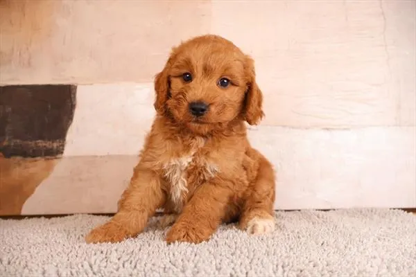 Male Mini Goldendoodle puppy named Tommy for sale at Pet Express Saugus.