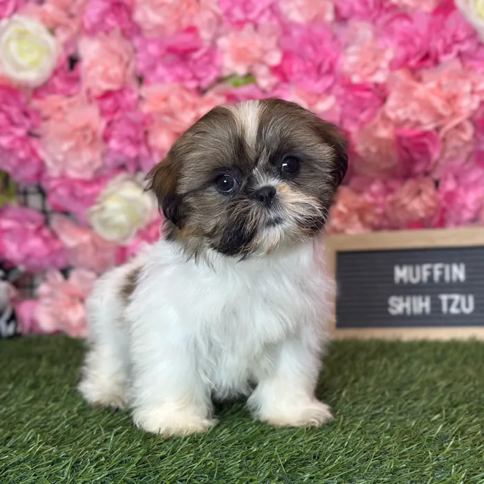 Female Shih Tzu puppy named Mini Muffin for sale at Pet Express Saugus.