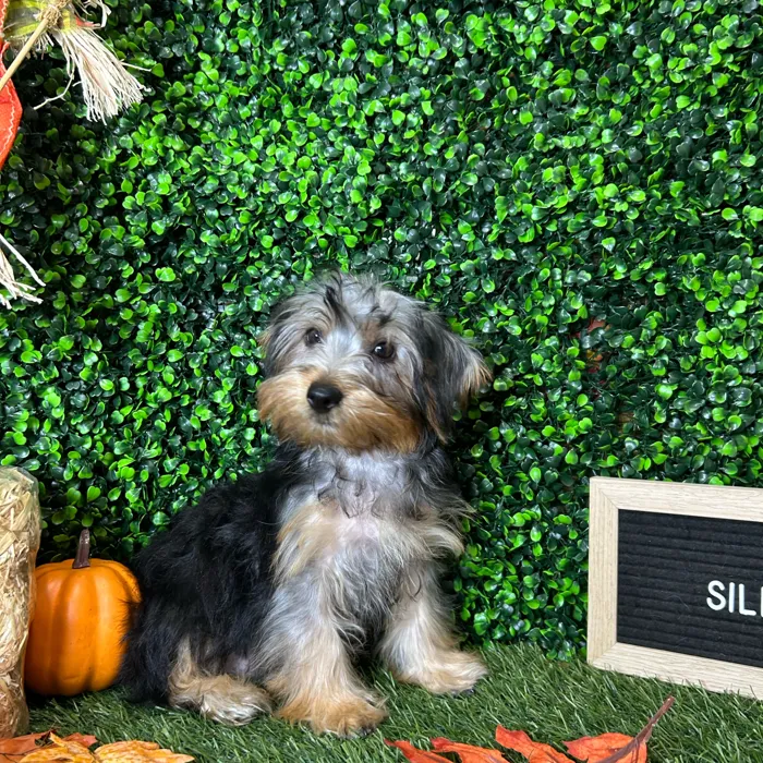 Male Silky Terrier puppy named Tino for sale at Pet Express Braintree.