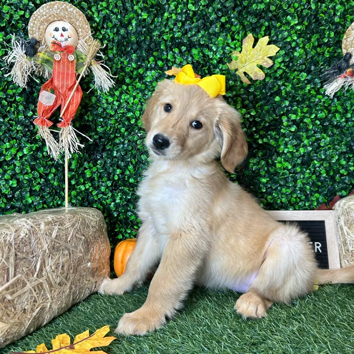 Female Golden Retriever puppy named Muffin for sale at Pet Express Braintree.