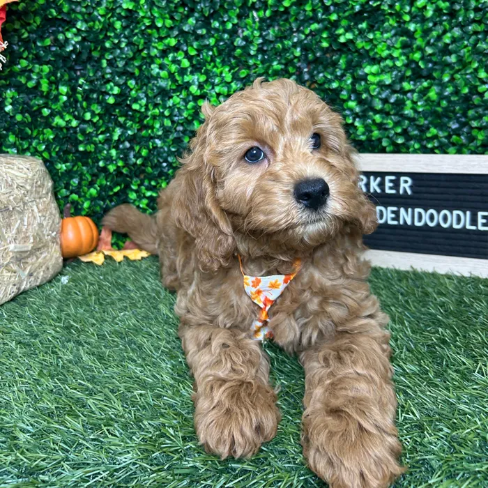 Male Mini Goldendoodle 2Nd Gen puppy named Parker for sale at Pet Express Braintree.