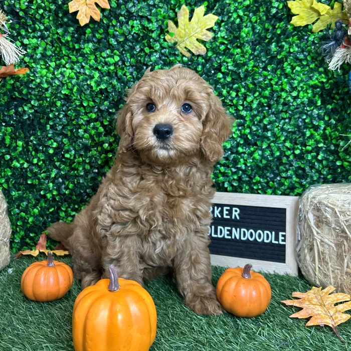 Male Mini Goldendoodle 2Nd Gen puppy named Parker for sale at Pet Express Braintree.