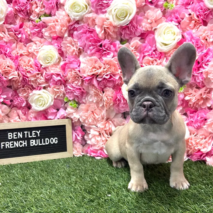 Male French Bulldog puppy named Bentley for sale at Pet Express Braintree.
