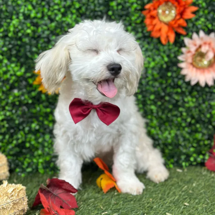 Male Shih-Poo puppy named Bobby for sale at Pet Express Saugus.
