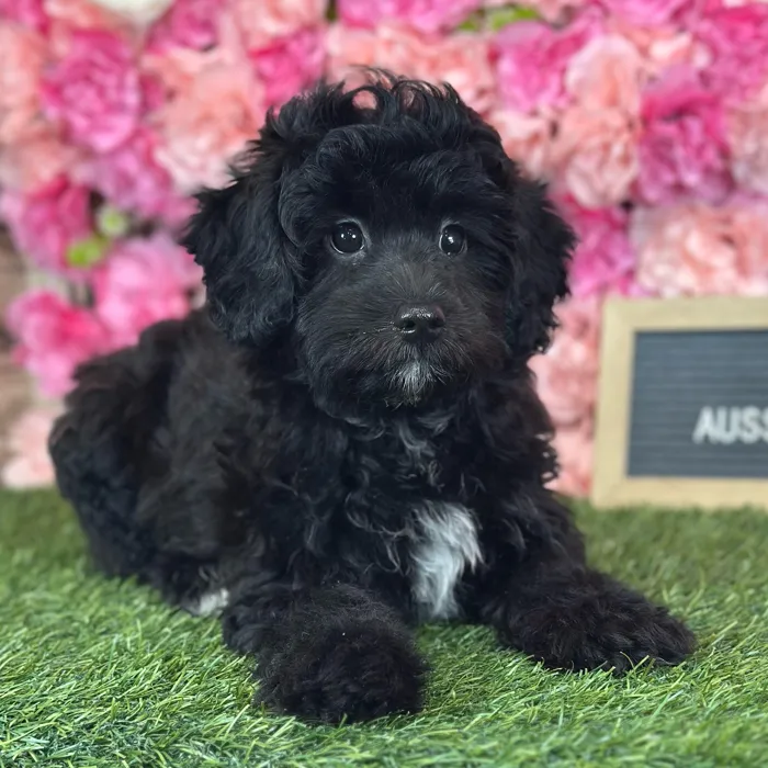 Male Aussiedoodle puppy named Sal for sale at Pet Express Saugus.