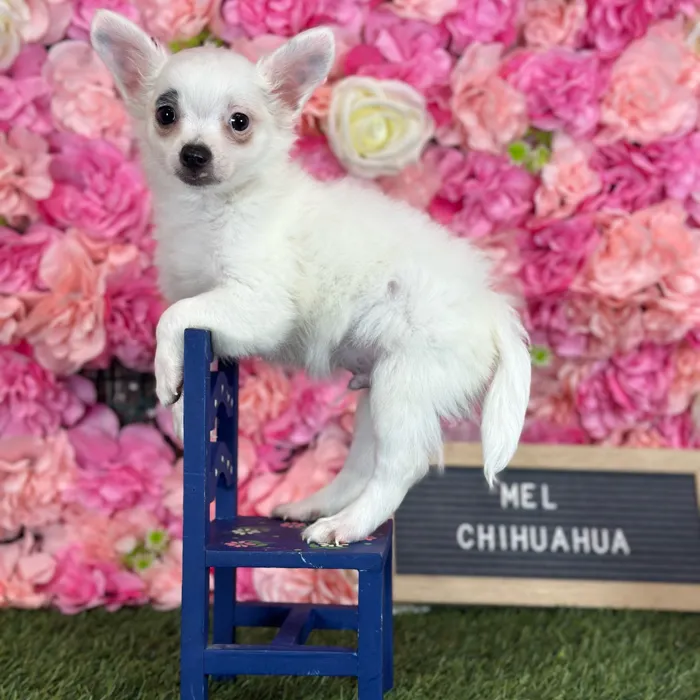 Male Chihuahua puppy named Mel for sale at Pet Express Saugus.