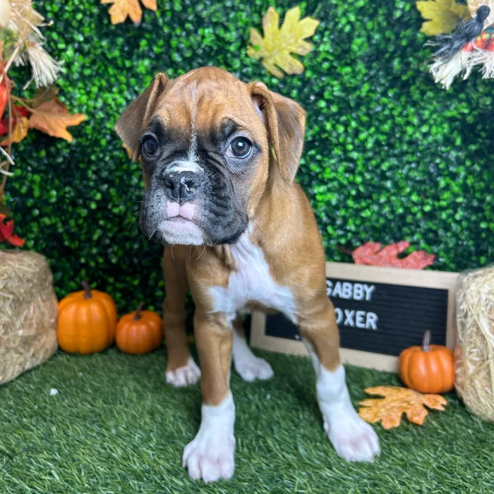 Female Boxer puppy named Gabby for sale at Pet Express Braintree.